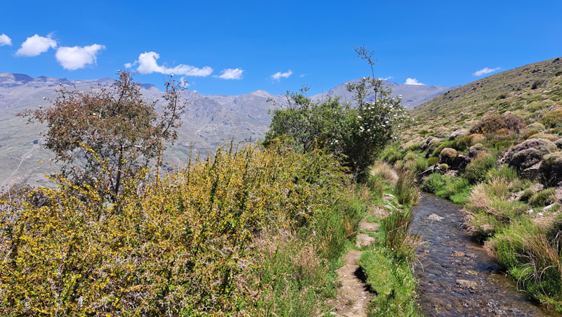 Aceqia alta im Nationalpark Sierra Nevada 