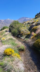 Wasserkanal Acequia mit gelb blühenden Büschen und Blick auf hohe Berge der Sierra Nevada, Andalusien